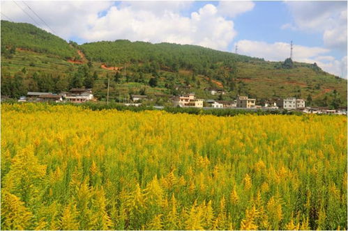 它不是加拿大一枝黃花 它是涼山會(huì)東老百姓的 致富花