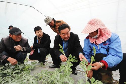 濉溪縣鐵佛鎮(zhèn) 農(nóng)技人員進田間 把脈問診開良方